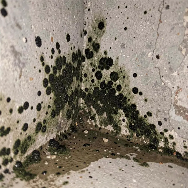 mold-or-mildew-growth-in-corners-or-behind-stored-items