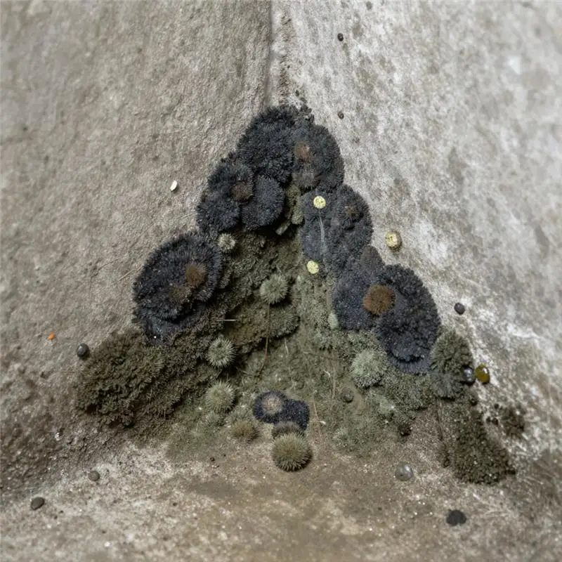 mold-or-mildew-growth-south-sioux-city